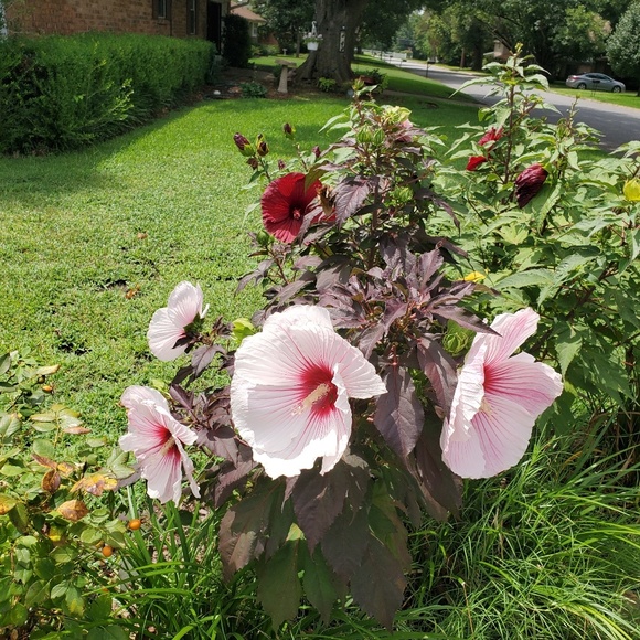 Meet your Posher, Robin - Picture 1 of 1